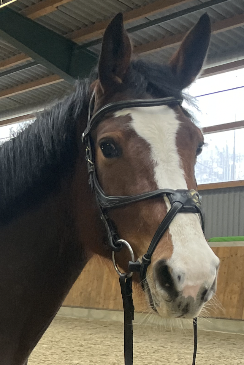 Zine Air Brestige in Reithalle