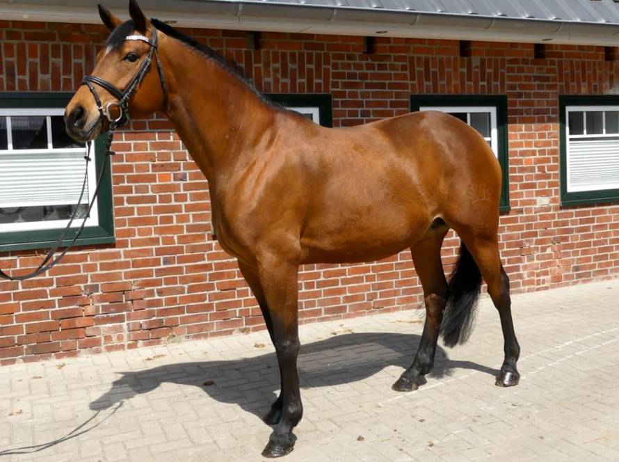 Diana Brestige Gestüt Leihmutter