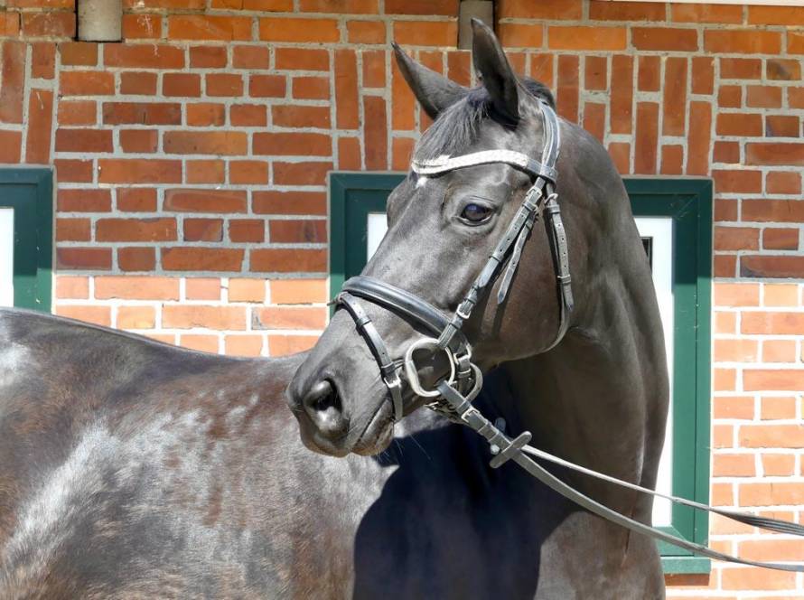 Felia von Roest Leihmutter